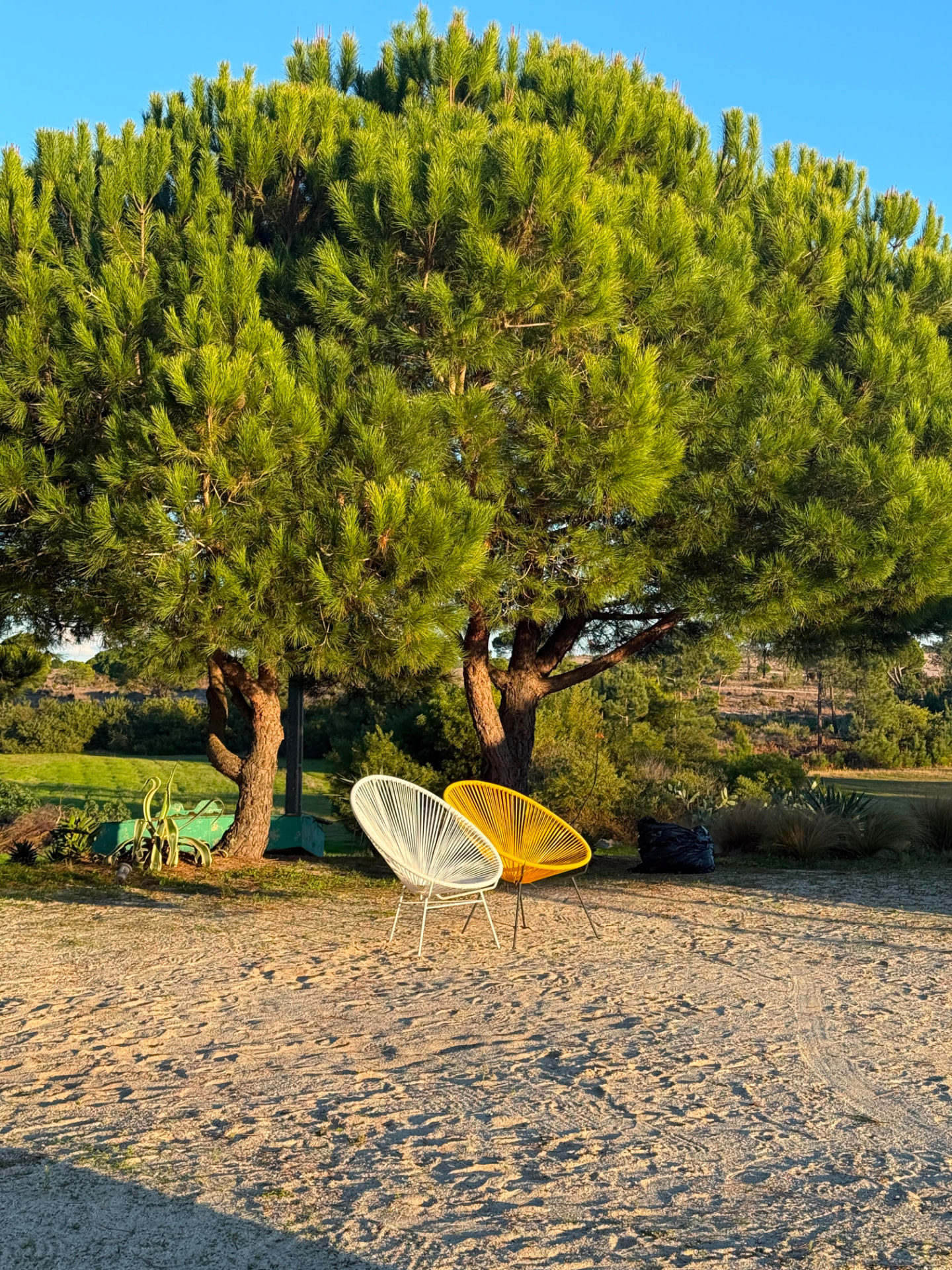 Garden chairs under pine trees at Casa Paloma