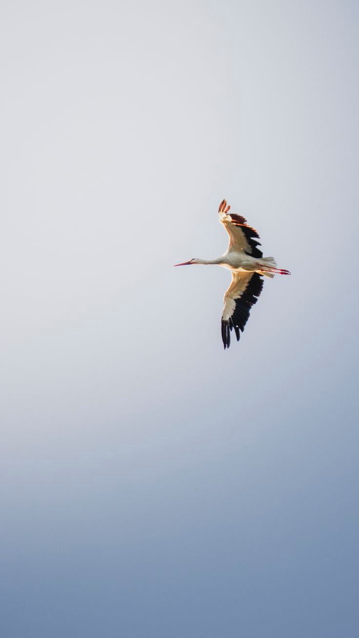 Storks of the Alentejo sky